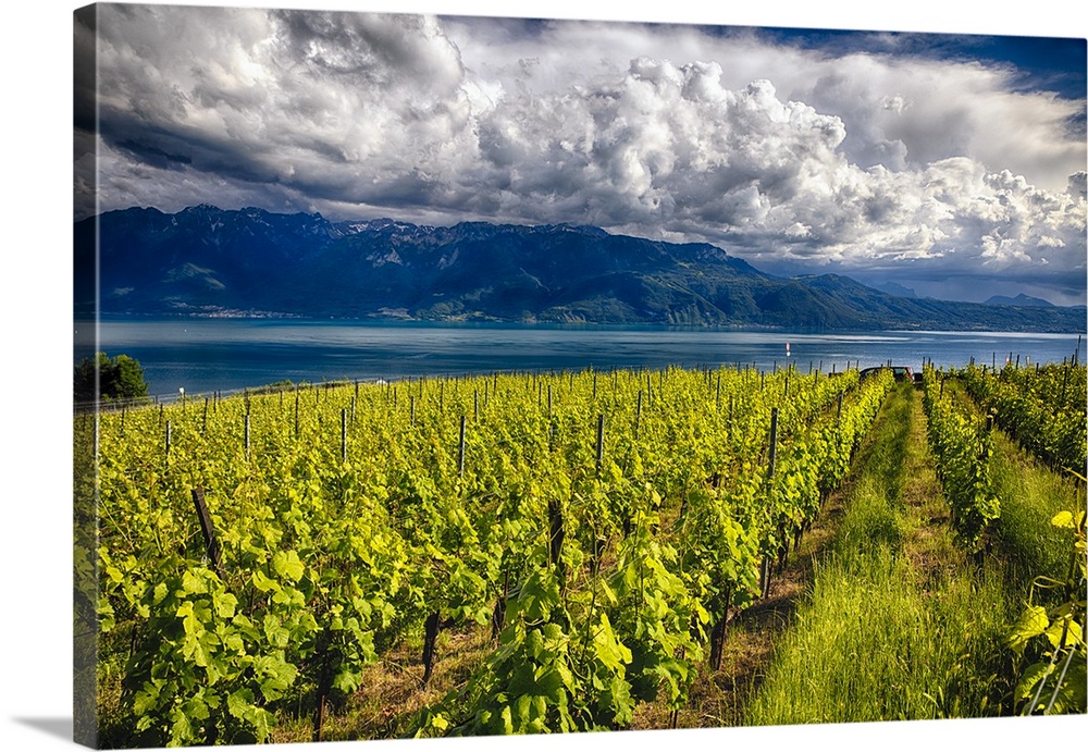 A photograph of a vineyard under a sky filled with enormous clouds.