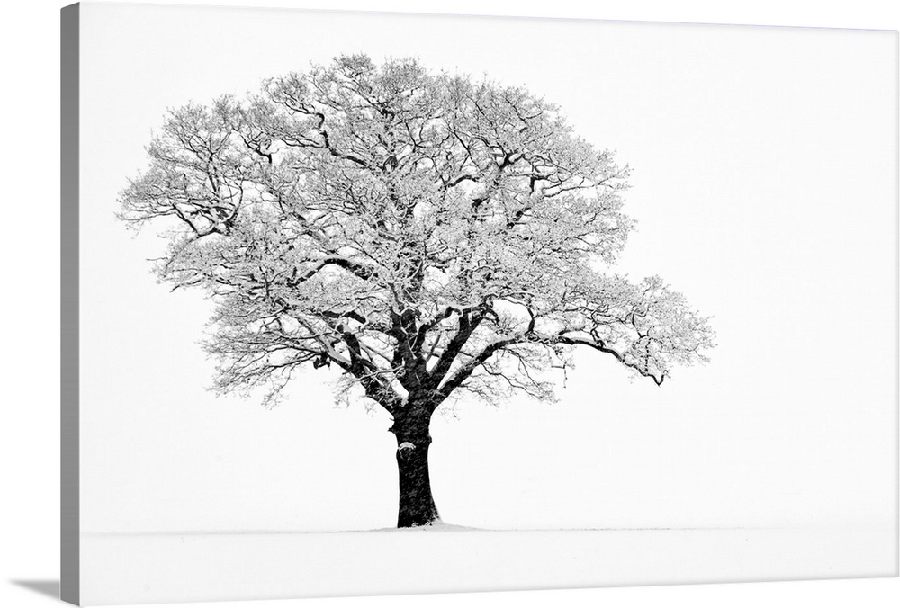 Landscape, fine art photograph on a big wall hanging of a lone tree with snow covered branches, on a bare, snow covered ba...