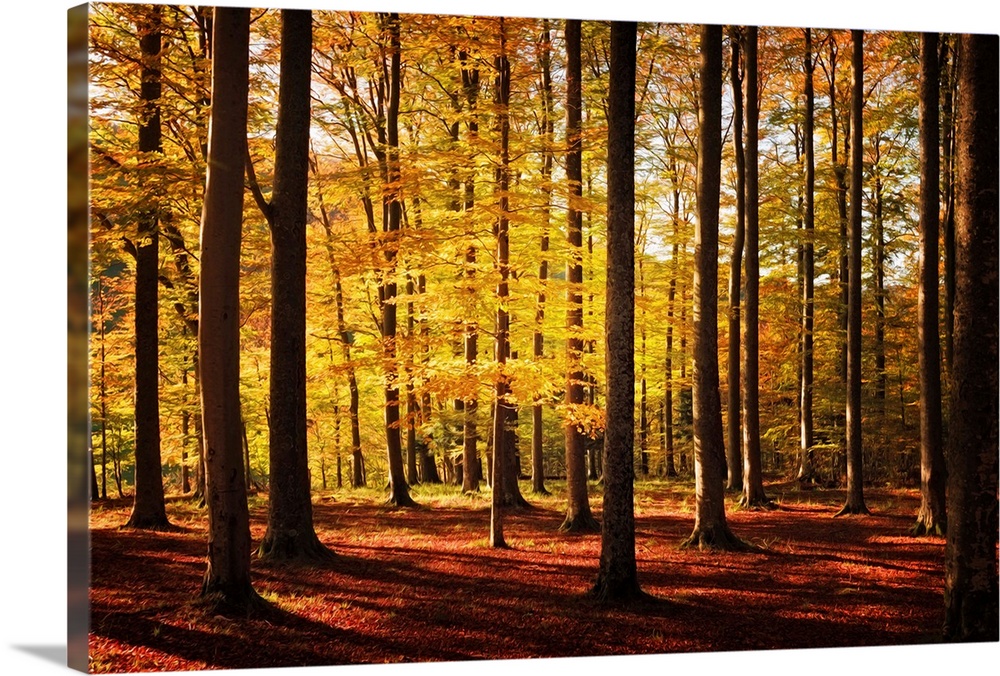 Fine art photo of a forest of narrow trees casting long shadows in autumn.