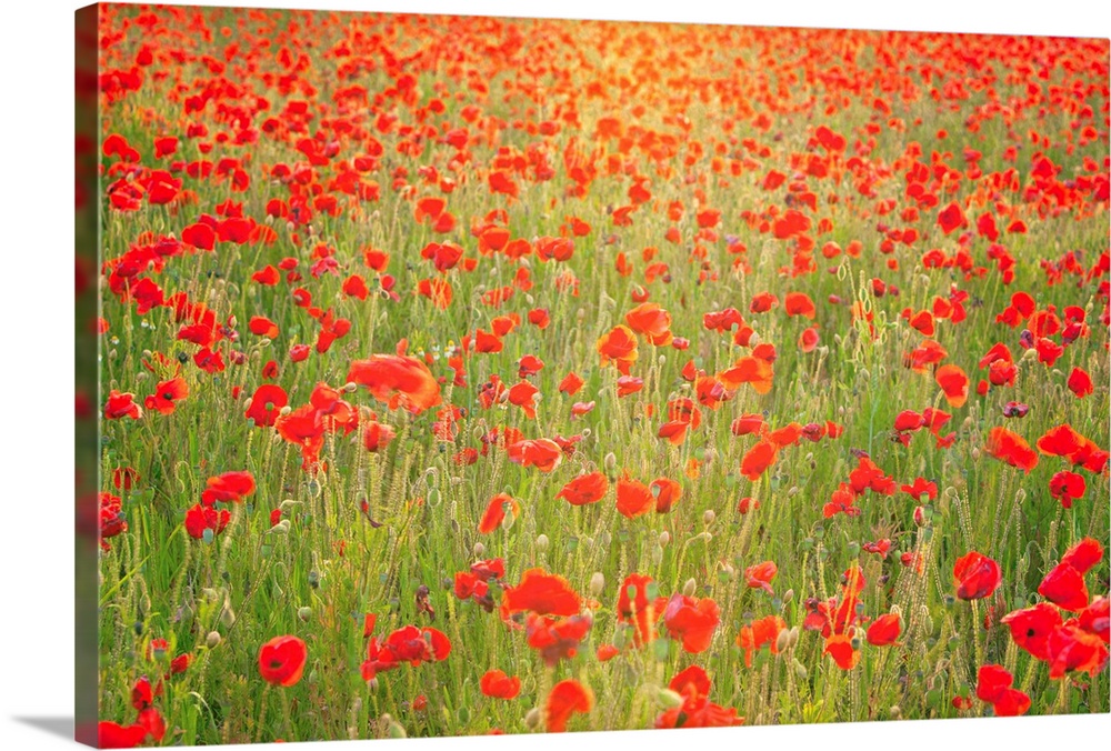 Photograph of meadow filled with poppies.