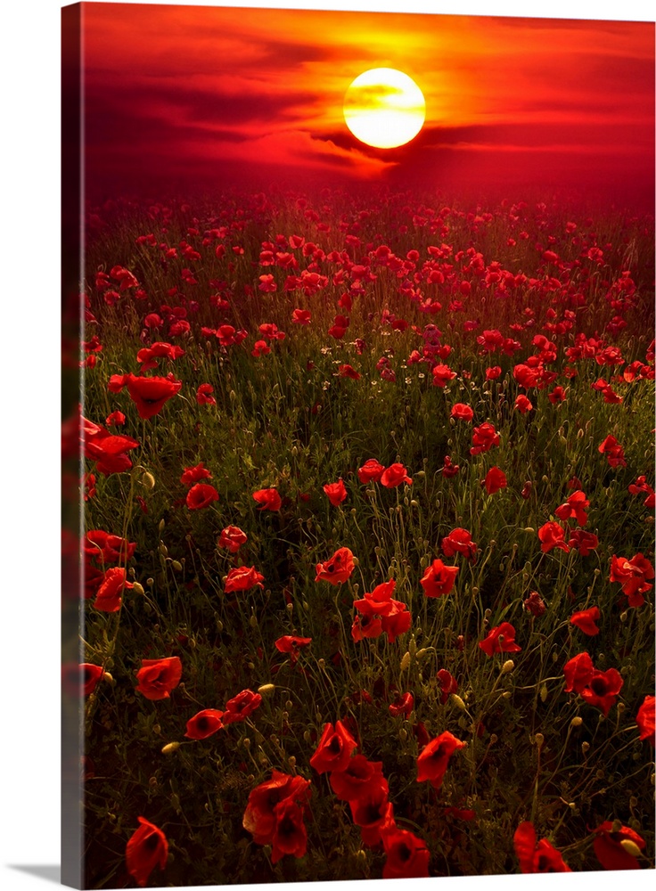 Giant photograph showcases the sun beginning to set over a landscape filled with poppy flowers all the way to the horizon.
