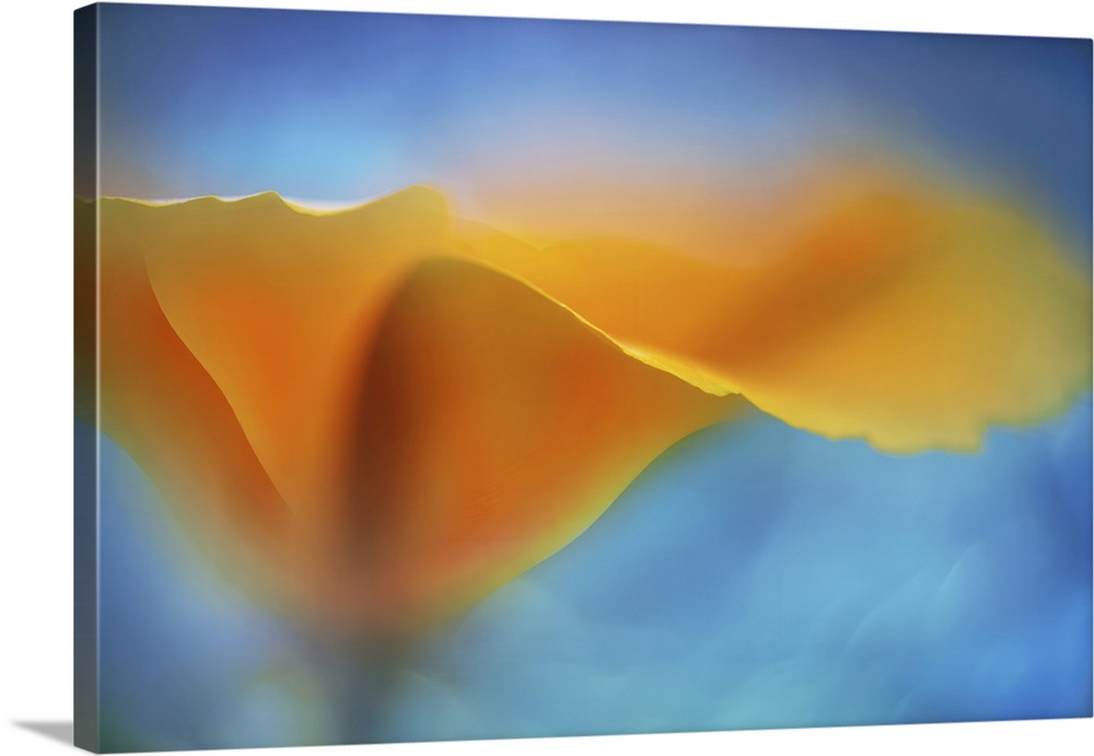 A vibrant orange poppy appears softly against a smooth, dreamy blue background. The colors blend seamlessly, creating a de...
