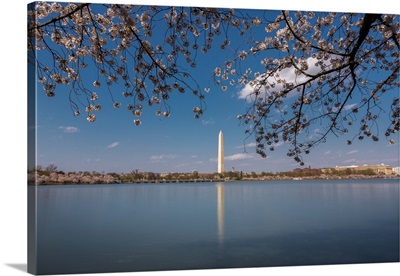 Washington Monument And Cherry Blossom