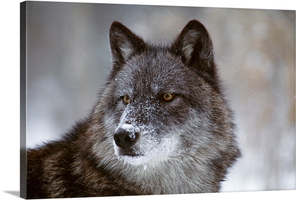 Picture taken closely of a wolf that is staring intently at an object out of view.