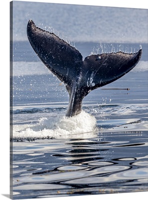 Water Droplets Fly Off The Flukes Of A Humpback Whale, Alaska