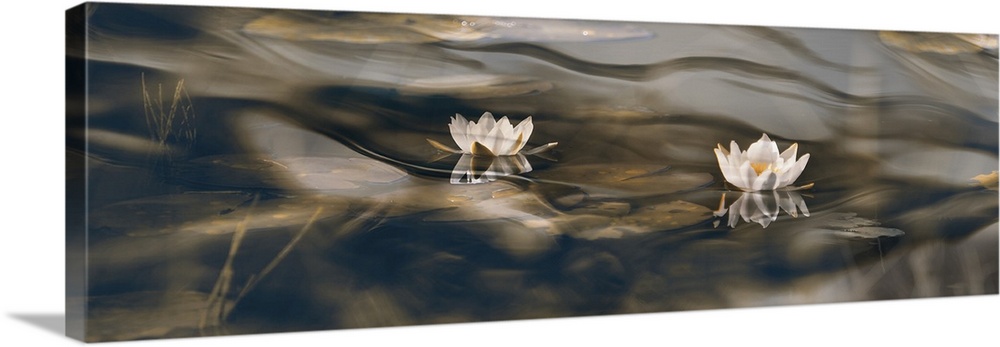 Creative edit of several images. One abstract macro and some of water lilies.