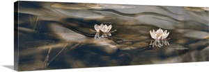 Water Lilies image thumbnail
