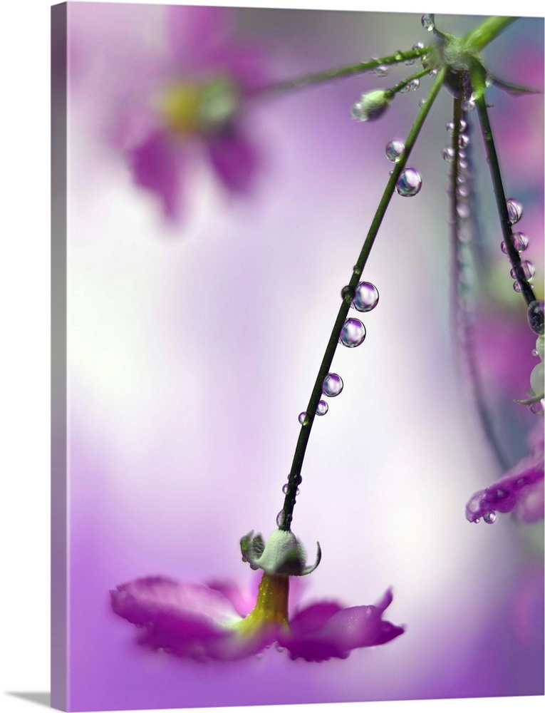 Fine art photograph of water droplets lining the stems of long purple flowers with a shallow depth of field.