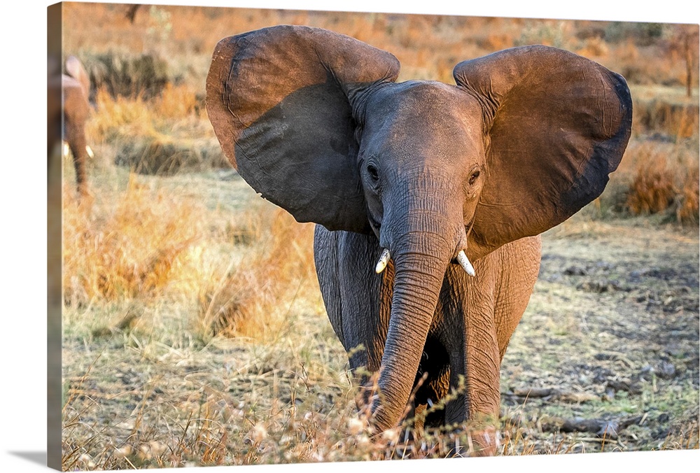 A young elephant with adorable large round ears.