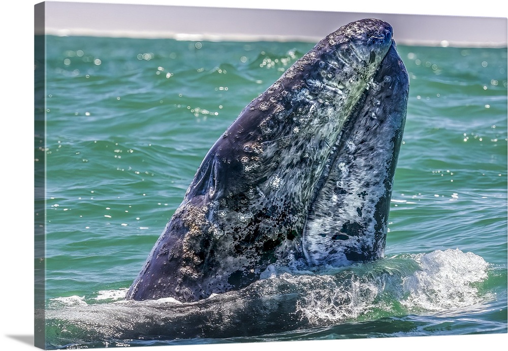 Gray whale surfaces, Baja California Sur, Mexico