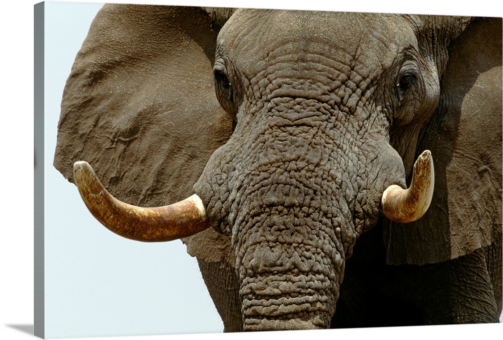 African Elephant, Etosha National Park, Namibia