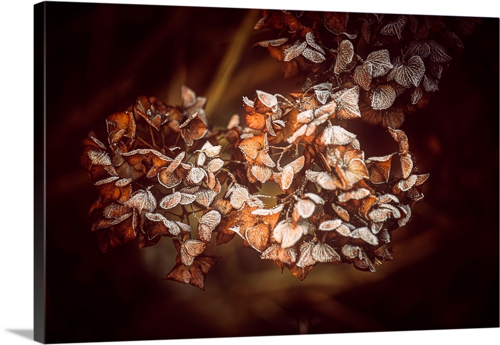 Clusters of dried hydrangea blossoms dusted with a light layer of snow create a warm, autumnal scene. The delicate interpl...