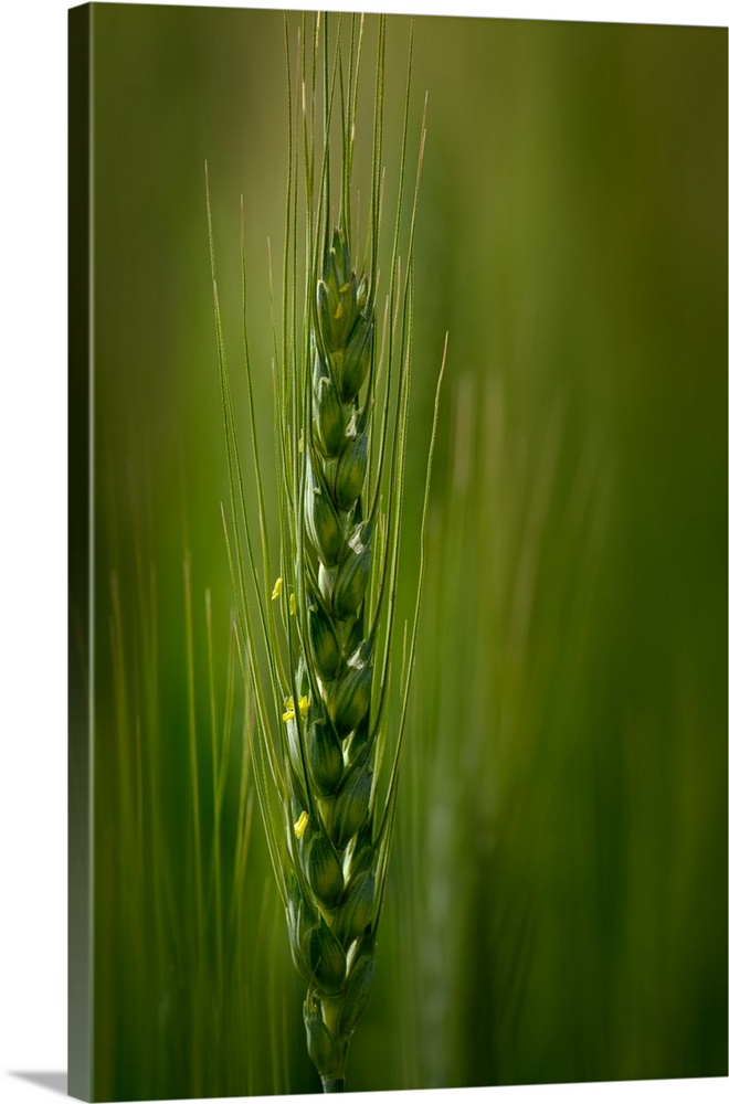 Close up of a green stalk of wheat.