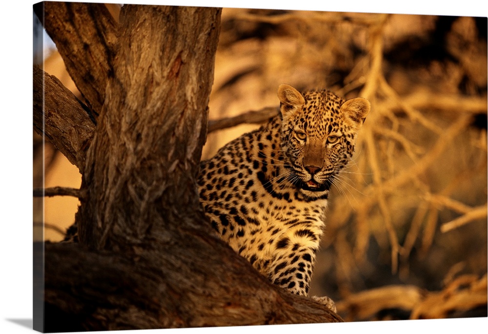 Leopard, Kalahari Desert, South Africa