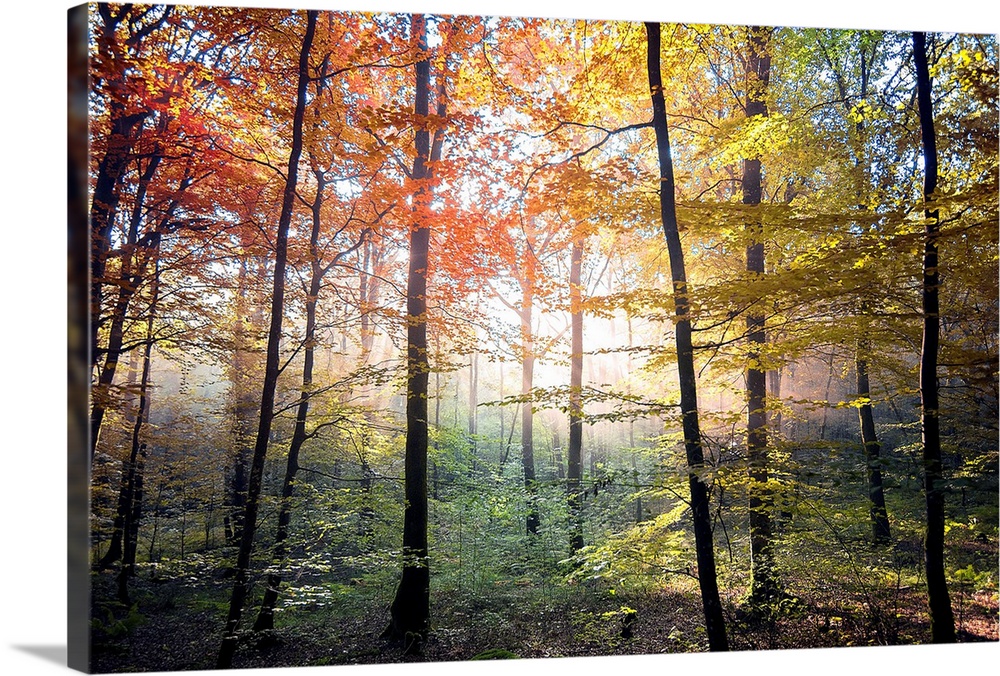Fine art photo of a forest with brightly colored trees and dark branches, lit by the sunlight.