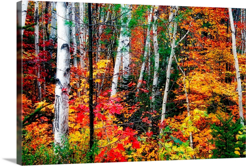 Thin straight white barked trees stand out amongst the vibrant and warm autumn leaves in a dense forest.