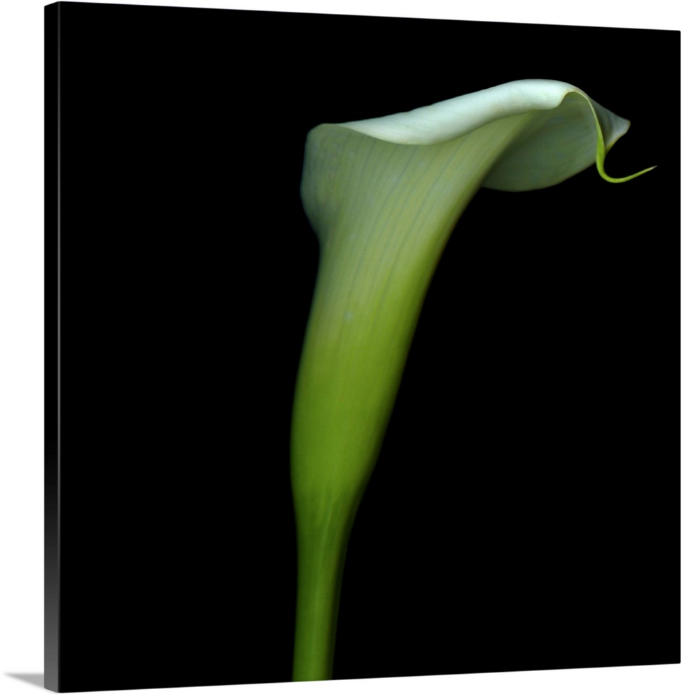 White calla flower.