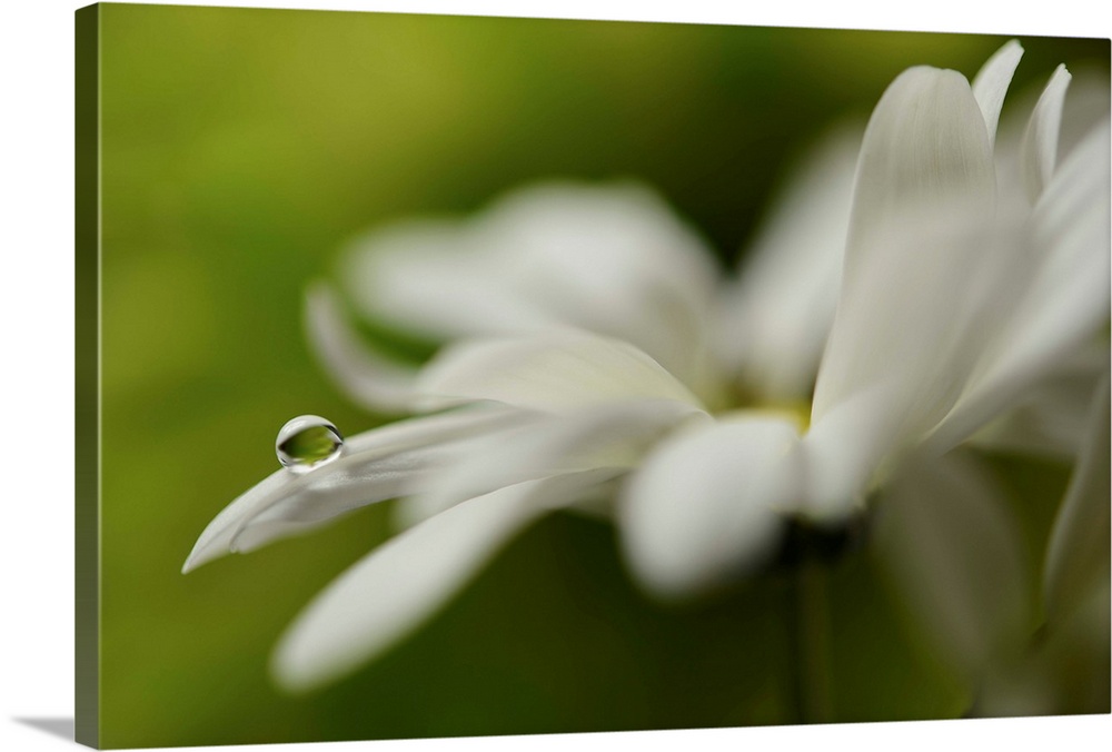 Soft focus macro image of a white flower with a single water droplet on the end of a petal.