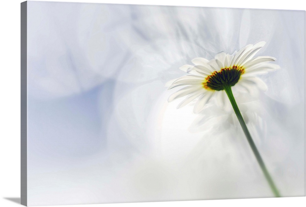 Fine art photo of the underside of a white daisy flower against a bokeh background.