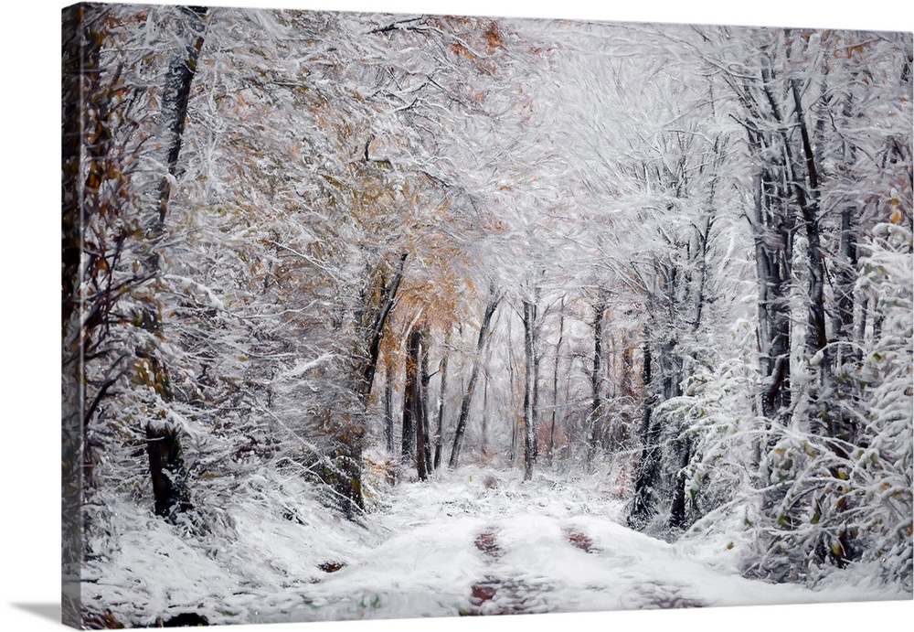 A serene forest scene combines autumn's colorful leaves with a fresh dusting of snow, creating a peaceful and magical atmo...
