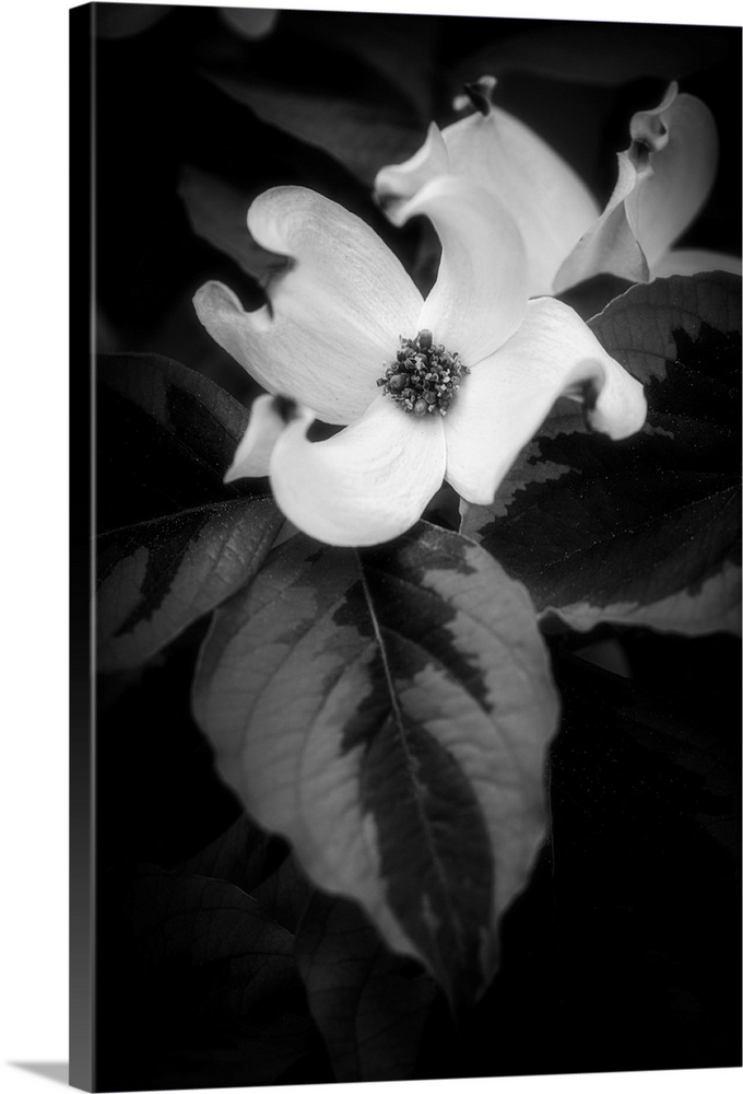 Dogwood flower in black and white