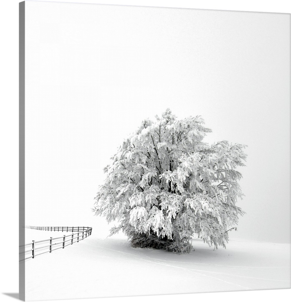 A white tree in winter