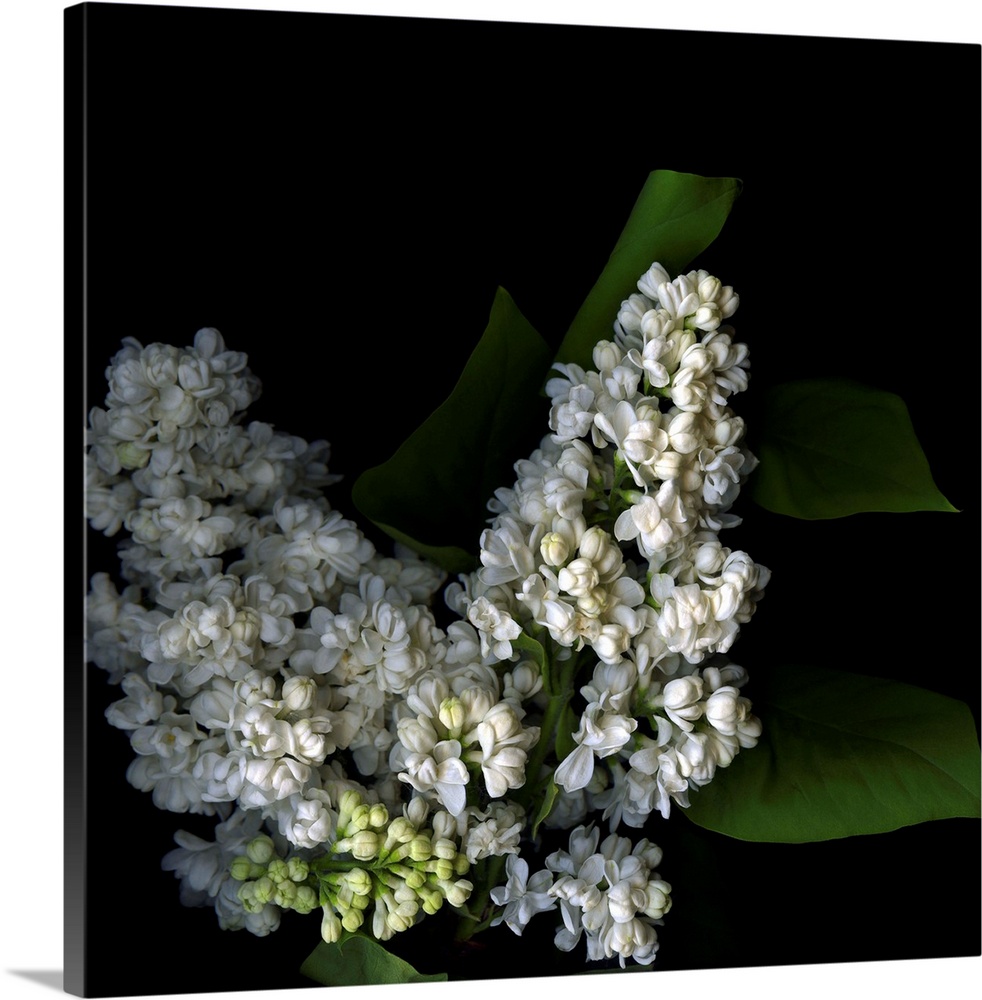 White lilac IX