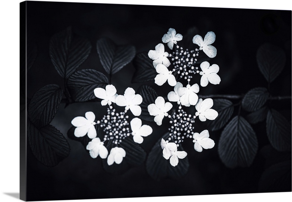 Hydrangeas in black and white.