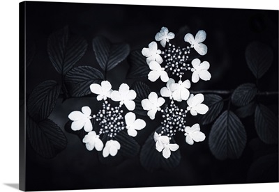 White Petal And Black Leaves