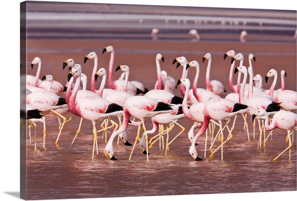 As in the soda lakes of East Africa, Andean flamingoes feeding in the salt lakes of the Altiplano turn pink from eating br...