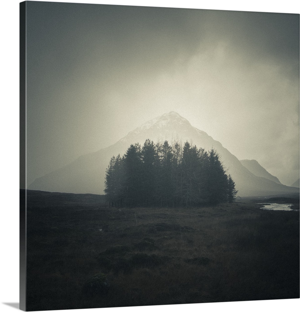 A photograph of a group of trees huddled together with a view of a mountain shrouded by fog in the background.