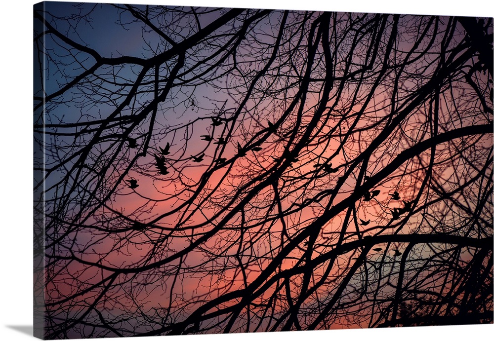 Silhouetted tree branches intertwine against a vibrant twilight sky, creating a striking and intricate pattern. Birds are ...