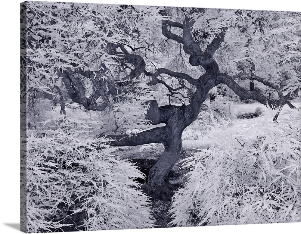 A tree with twisted trunk and branches in a snowy landscape, with frosty leaves.