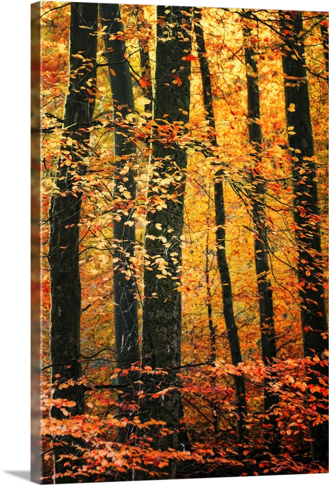 Vertical photo on canvas of a forest draped in fall foliage.
