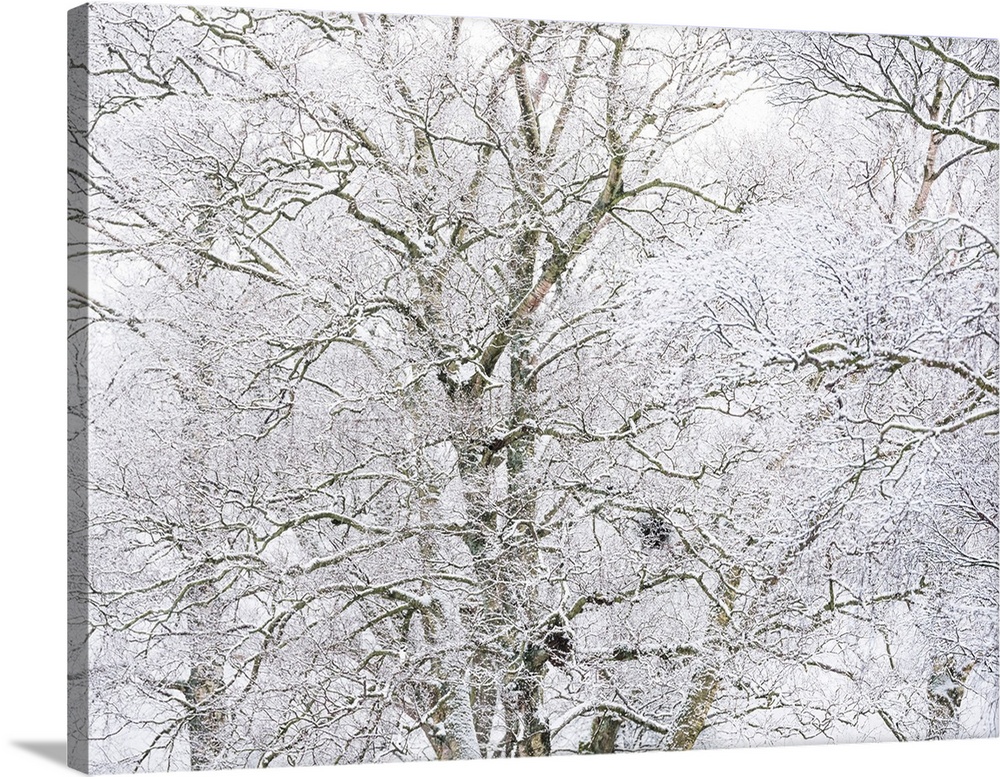 A cool tangle of haw frosted tree branches in snow.