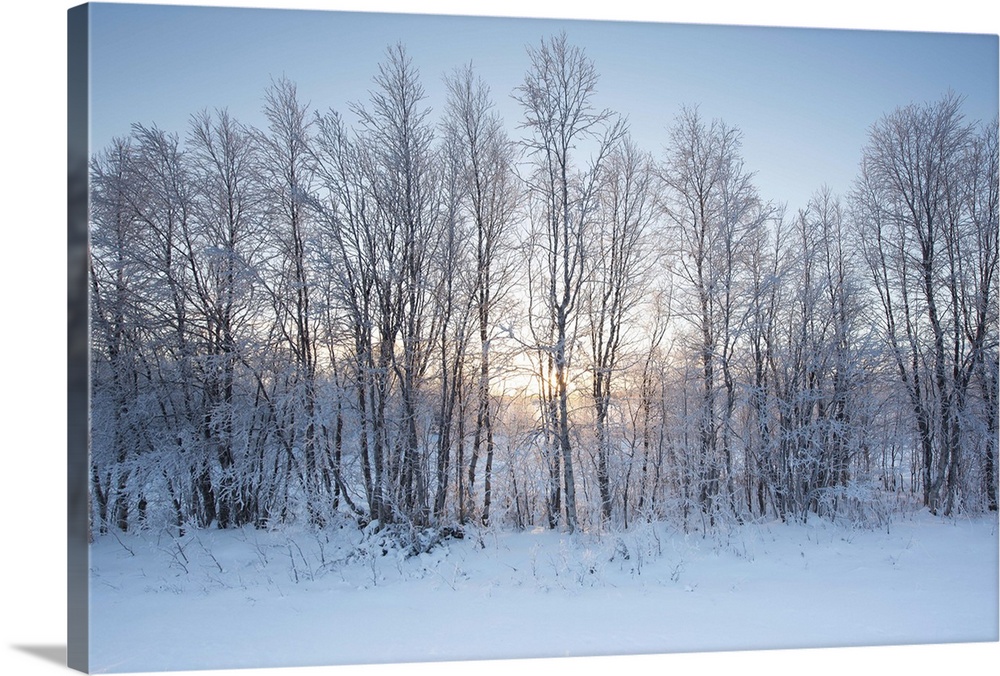 A winter sunrise in blues and yellow gold with a line of trees in the snow.