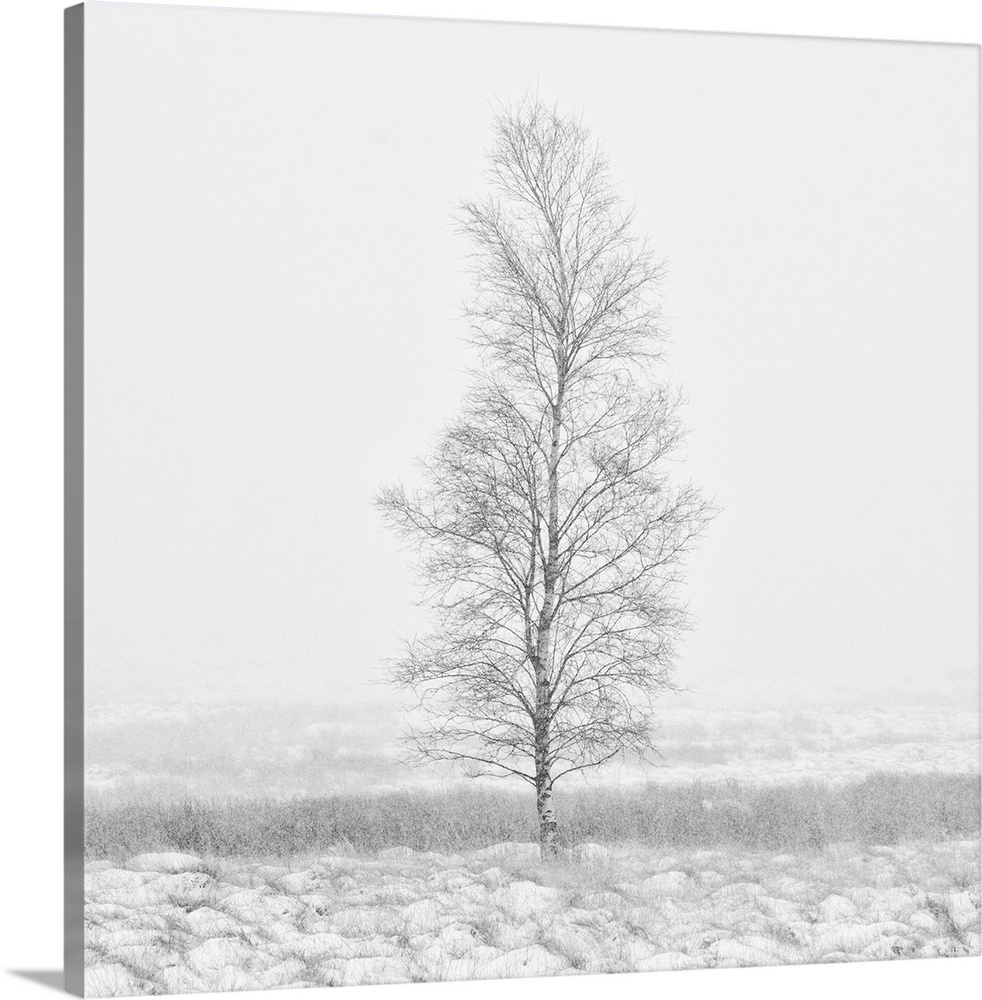 A calm snow filled landscape with a single bare tree tree.