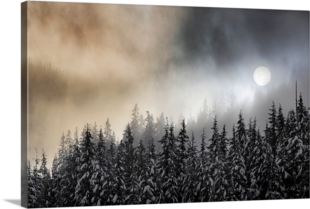 Photograph of the sun, viewed through winter fog over snow covered trees.