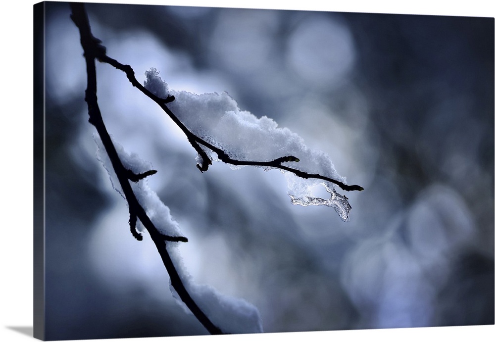 Photo of a small branch with a bit of snow on it. The branch is silhouetted against the sun shining through the forest. Th...