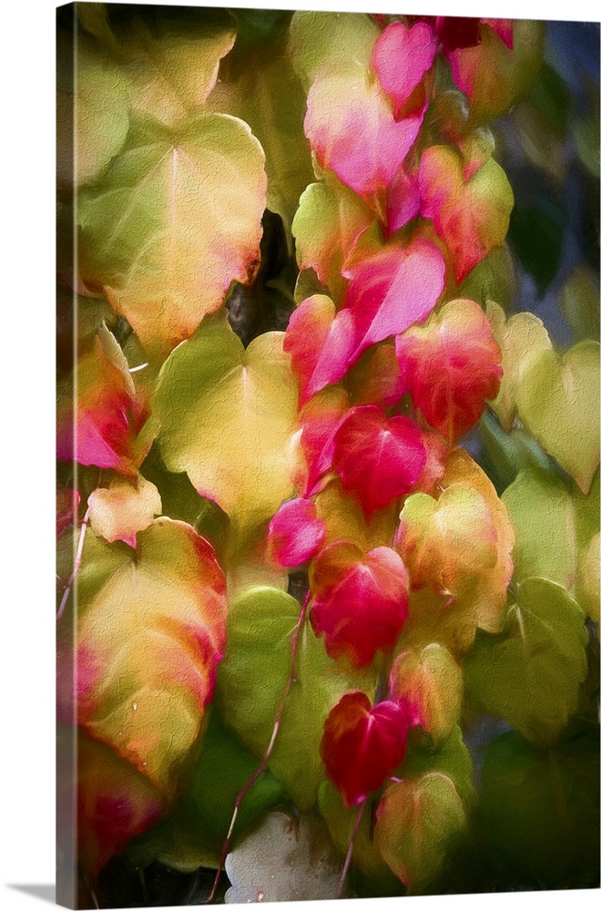 Lush, vibrant leaves cascade in a mix of pink, red, and green, creating a striking visual contrast. Soft illumination enha...
