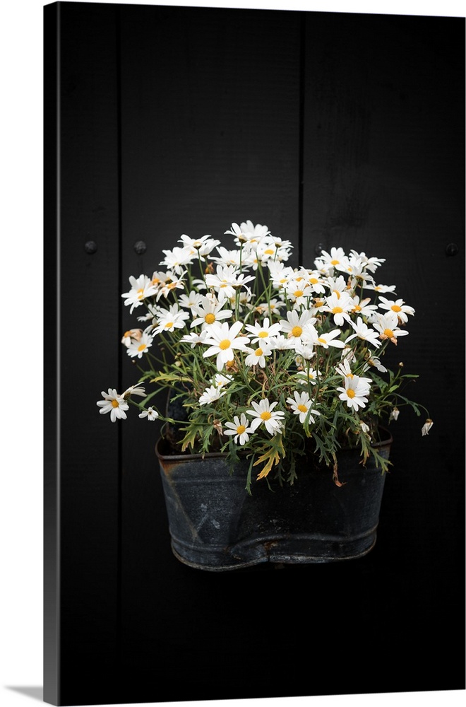 A planter on the side of a black wall holding several white flowers.