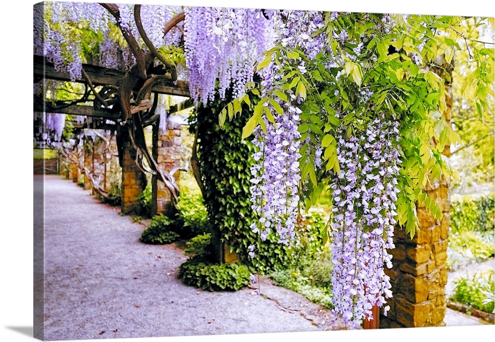 Wisteria Blooming on a Pergola in the Cross Estate Gardens, Bernardsville, New Jersey