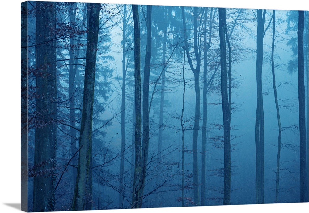 Blue mood in a forest with fog