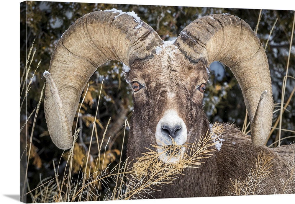 USA, Wyoming, Yellowstone National Park, bighorn sheep (Ovis canadensis)