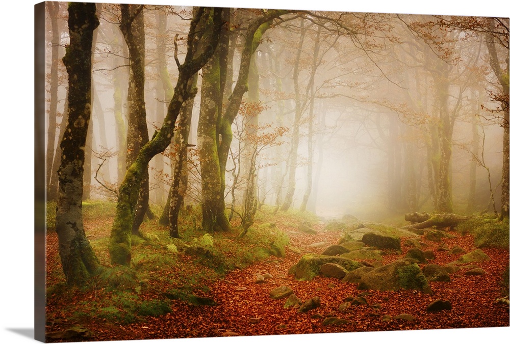 A foggy forest covered in red fallen leaves and mossy green rocks.