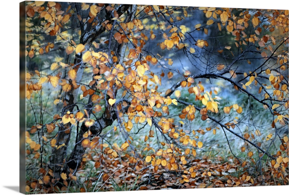 A blurred motion image of a tree with bright yellow leaves in the fall.