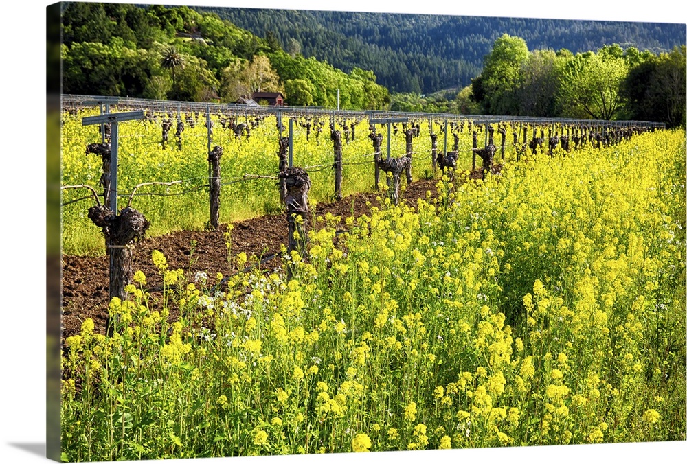 Yellow Mustard Blooming Between Rows of old Grapevines, California