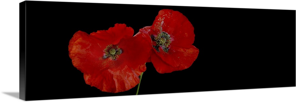 Two poppies on a black background.