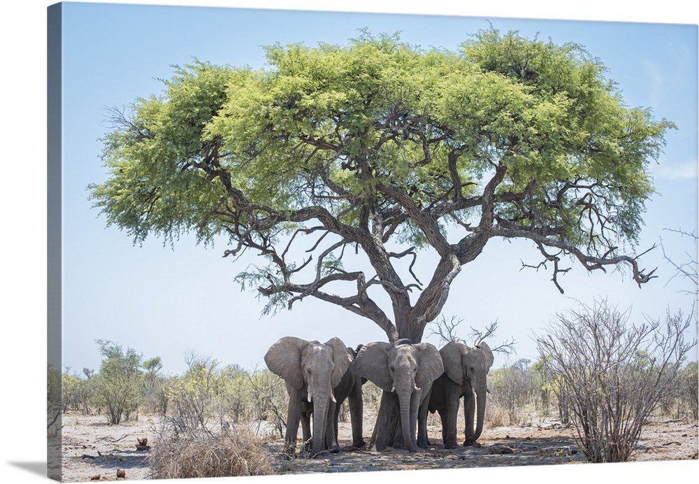 Young male elephants keep cool in the shade of a tree.