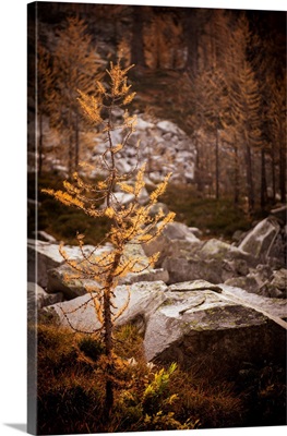 Young Mountain Larch II